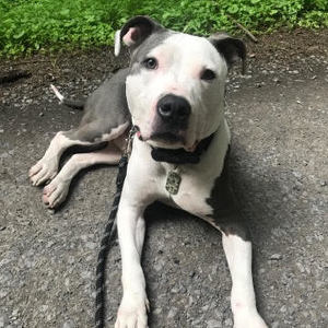 Team Page: Maui Bell